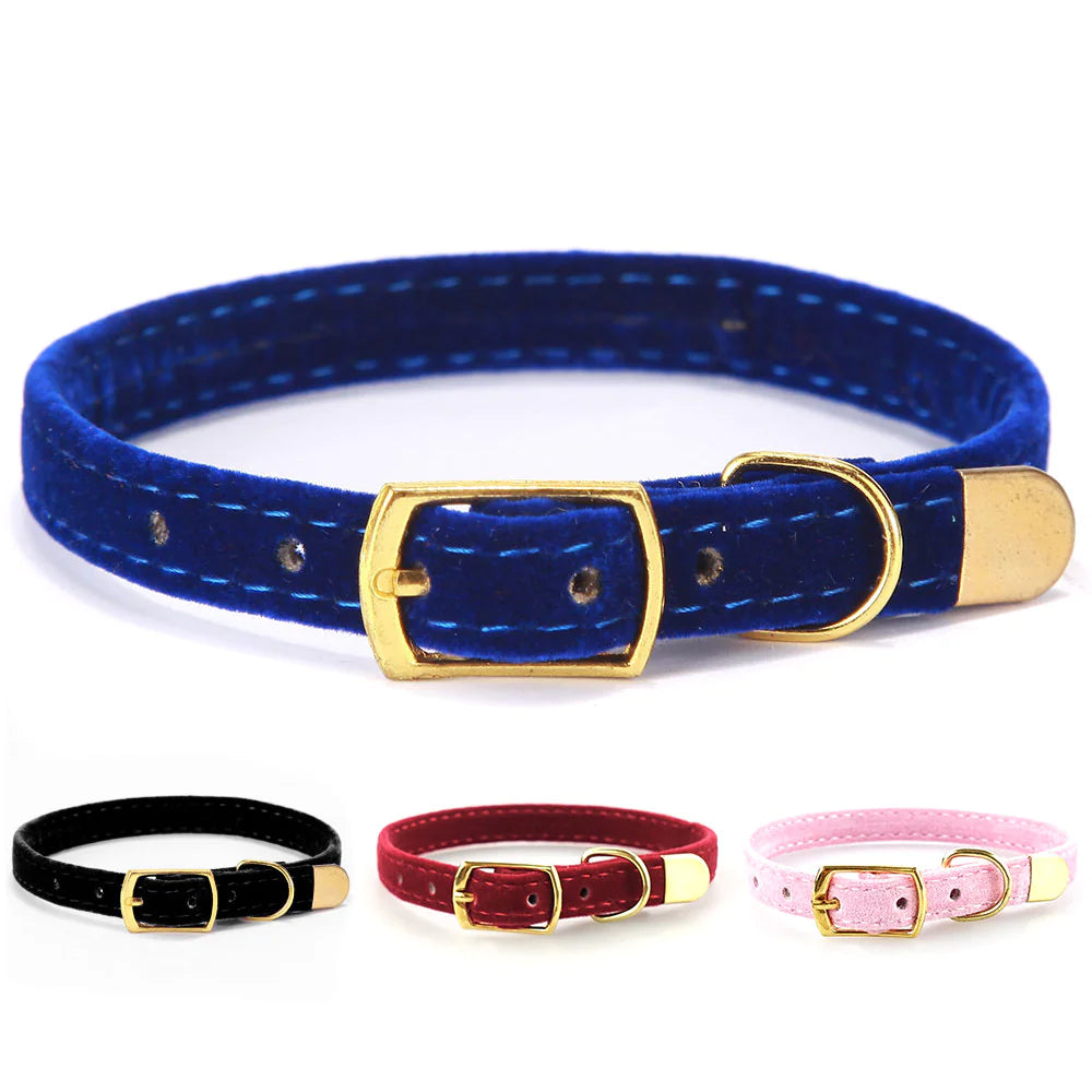 Set of colorful dog collars with gold buckles on a white background